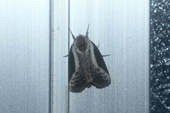 Stenoloba jankowskii