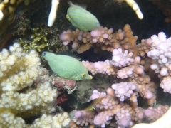 Oxymonacanthus halli