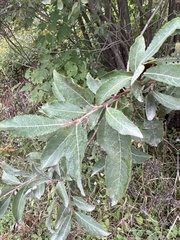 Salix bebbiana