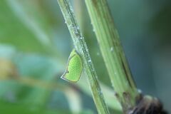 Salurnis marginella
