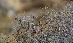 Sarcopoterium spinosum