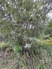 Salix bebbiana