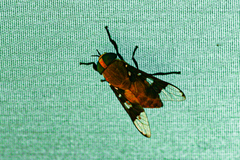 Ancala africana