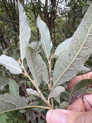 Salix bebbiana