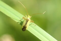 Adelphocoris suturalis