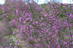 Muraltia scoparia