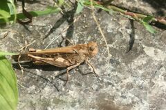 Oedaleus infernalis
