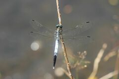 Orthetrum albistylum