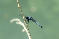Orthetrum melania melania