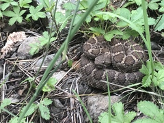 Crotalus cerberus