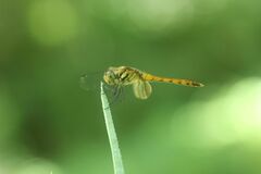 Sympetrum darwinianum