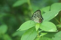 Hestina assimilis assimilis