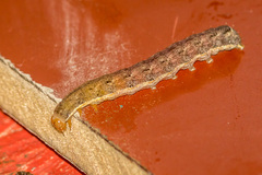 Mamestra brassicae