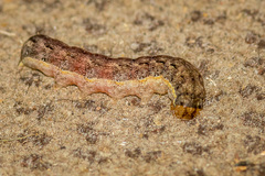 Mamestra brassicae
