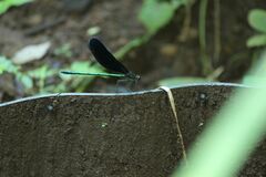 Atrocalopteryx atrata