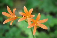 Lycoris sanguinea