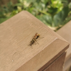 Sceliphron deforme atripes