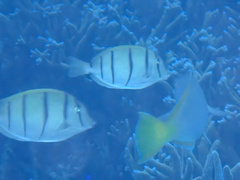 Acanthurus triostegus