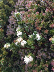 Pimelea sericea
