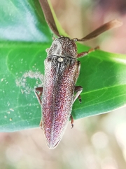 Callirhipidae