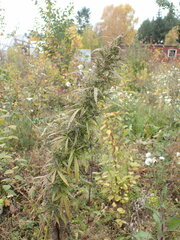 Cannabis sativa spontanea