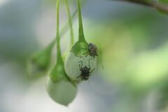 Exechesops leucopis