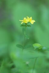 Hypericum erectum
