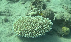 Amphiprion bicinctus