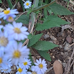 Aster tataricus