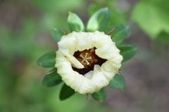 Hibiscus surattensis