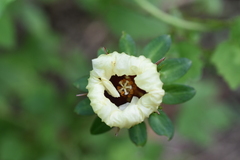 Hibiscus surattensis