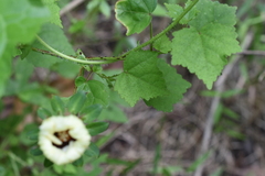 Hibiscus surattensis