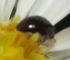 Phalacridae