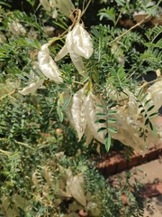 Lessertia frutescens