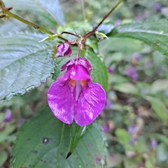 Impatiens textorii