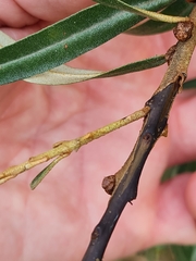 Dothidea hippophaes
