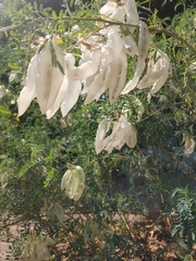 Lessertia frutescens