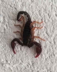 Euscorpius