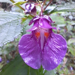 Impatiens textorii