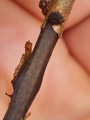 Dothidea hippophaes