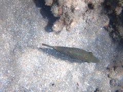 Canthigaster papua