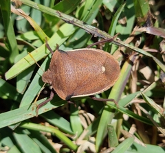 Basicryptus costalis