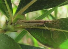 Orocrambus ramosellus