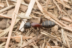 Camponotus atrox
