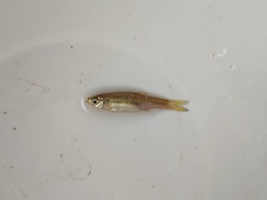 Rasbora dusonensis