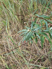 Dothidea hippophaes