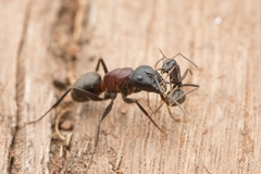 Camponotus atrox
