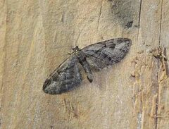 Eupithecia pusillata