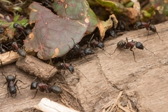 Camponotus atrox
