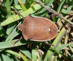 Basicryptus costalis